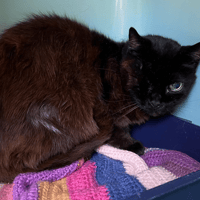 PACHA QCT, chat à adopter