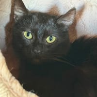 BIGOUDI, chat à adopter