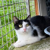 MAYA en SOS, chatte à adopter