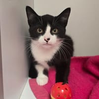 SHOGUN, chat à adopter