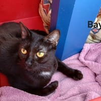 Baya, chatte à adopter