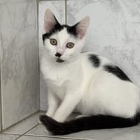 GLACIA, chatte à adopter