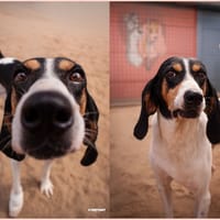 Rouky, chien à adopter