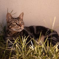 TAIGA, chat à adopter