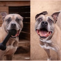 MIKE, chien à adopter