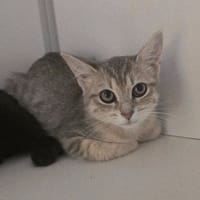 KATANA, chatte à adopter