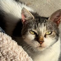 WILMA en SOS, chatte à adopter