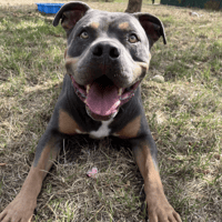 SULLY, chien à adopter