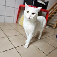 SLOOKHY, chat à adopter