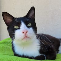 Oogie-Boogie PAB28917, chat à adopter