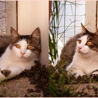 HAROUBI, chat à adopter