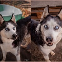 JUNE, chienne à adopter