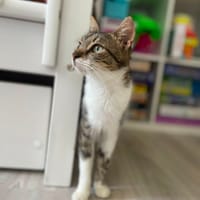 AMANDA, chatte à adopter