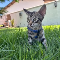 LOTY, chatte à adopter