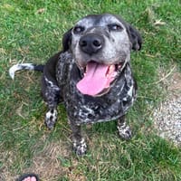 Newton, chien à adopter