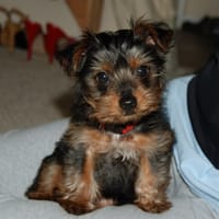Anabel, chien à adopter