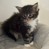 Anny, chatte à adopter