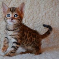 Alima, chat à adopter