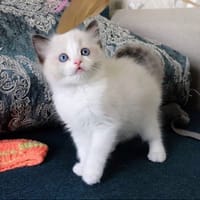 Aide, chat à adopter