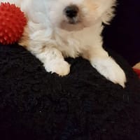 Sushi, chien à adopter