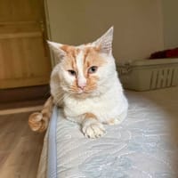 thanos, chat à adopter