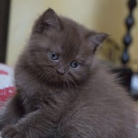 Smith, chat à adopter