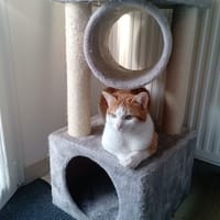 minion, chat à adopter