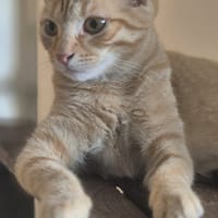 Ruby, chatte à adopter