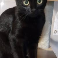 LUMO, chatte à adopter