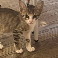 DANTES, chat à adopter
