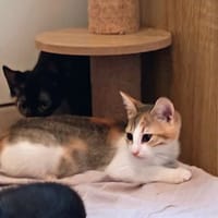 ERIS, chatte à adopter