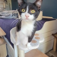 METEORE, chat à adopter