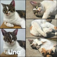 UNA, chatte à adopter