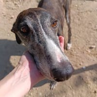 KENAI, chien à adopter