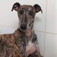 TEO, chien à adopter