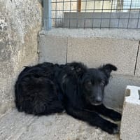 LAGARTA, chienne à adopter