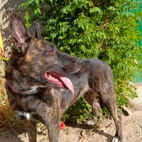 XENA, chienne à adopter