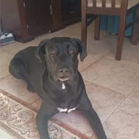 PATRONA, chienne à adopter