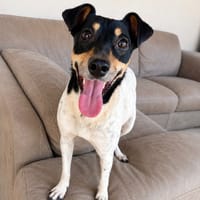 SABRINA (101 huellas), chienne à adopter