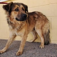 ROBERT (Maria), chien à adopter