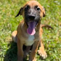 LIMON (Maria), chien à adopter
