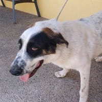 ABEL (Maria), chien à adopter