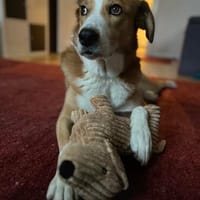 Sammy - loyaler & sensibler Rüde sucht dringend Zuhause, Hund zur Adoption