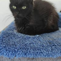 Verschmuste Roma, Katze zur Adoption