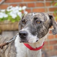 🐾 Mana  eine zarte Seele sucht ihr Zuhause ❤, Hündin zur Adoption
