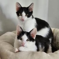Binx & Zeus Verspieltes Katzenpärchen sucht  Zuhause, Kater zur Adoption