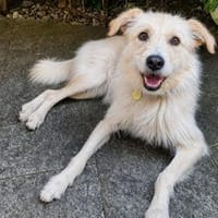 Valerio💕sportliche, aktive Schmusebacke, Hund zur Adoption