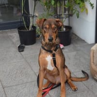 Bruno  ein sportlicher und cleverer Begleiter, Hund zur Adoption