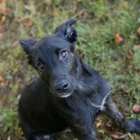SAVANNAH  Kleine Entdeckerin mit feinem Charakter, Hündin zur Adoption