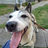 Frieda sucht ihr Glück, Hündin zur Adoption